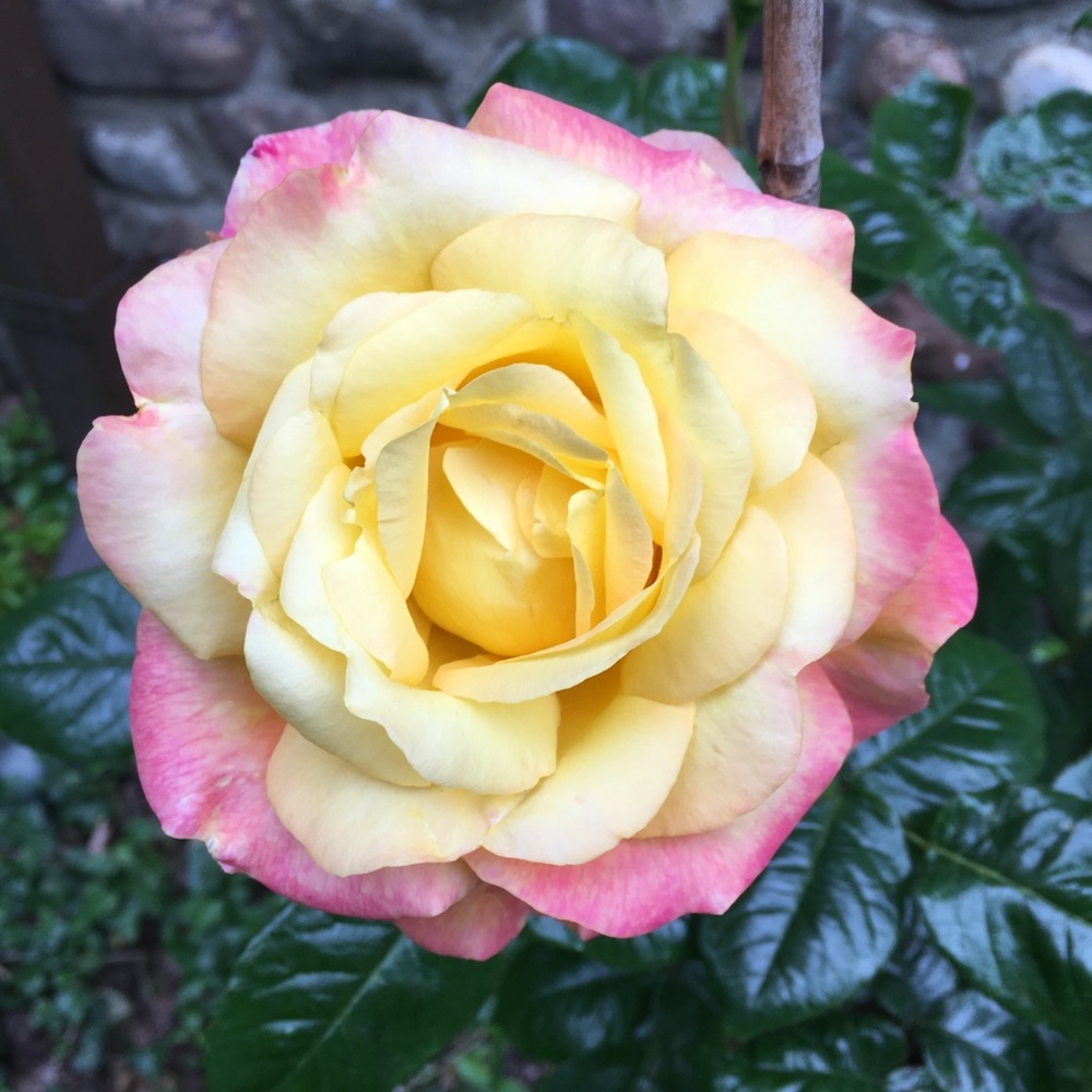 Meet your Posher, Rosanne